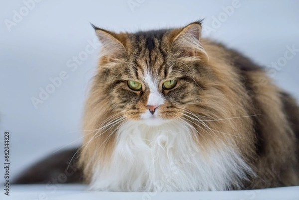 Fototapeta Big Siberian cat on white background