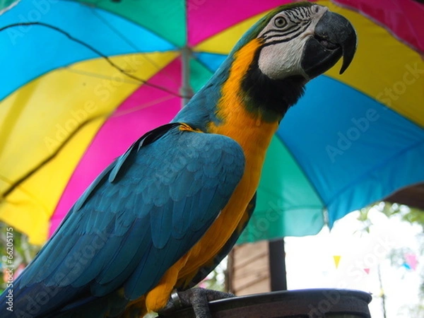 Obraz Blue and Gold Macaw