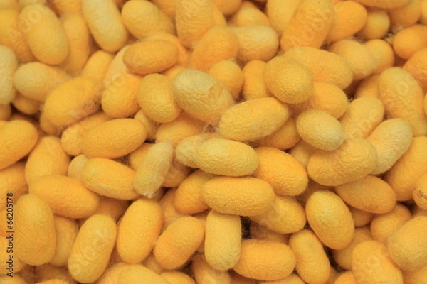 Obraz Silkworm Cocoon