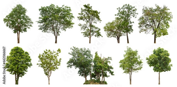 Fototapeta Collection of green trees isolated on transparent background. for easy selection of designs.