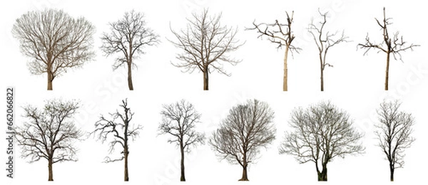 Fototapeta Collection of dead tree isolated on transparent background. for easy selection of designs.