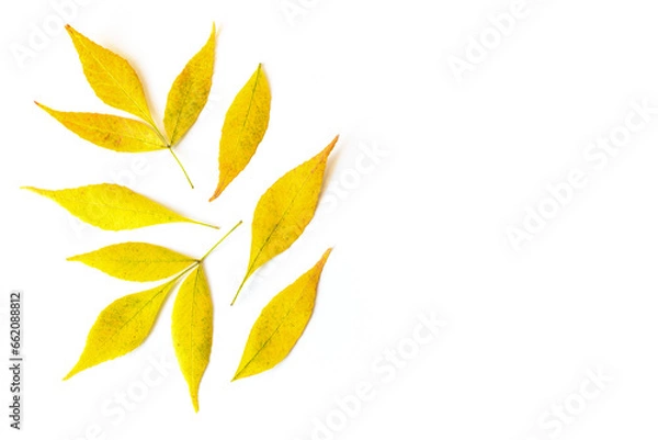 Fototapeta A composition of yellow leaves arranged on a white background