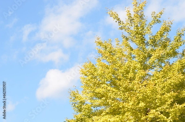 Fototapeta 秋空と紅葉した銀杏の木