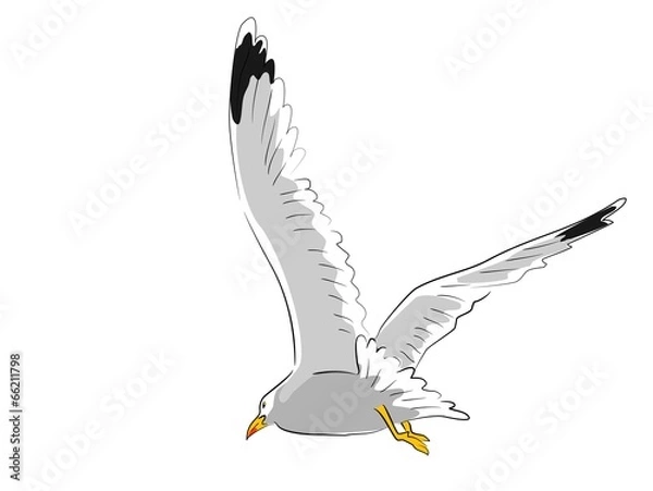 Obraz fliegende  möwe