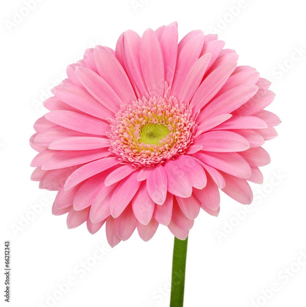 Fototapeta Pink gerbera