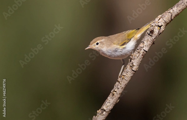 Fototapeta Western Bonelli's Warbler, Phylloscopus bonelli