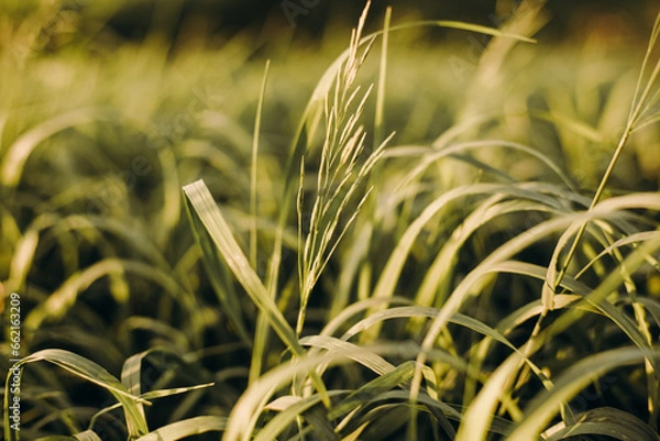 Obraz green grass background