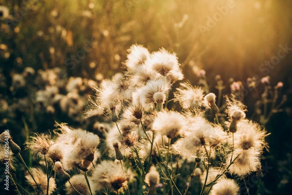 Obraz dandelion in the grass