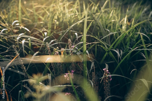 Obraz green grass on sunset