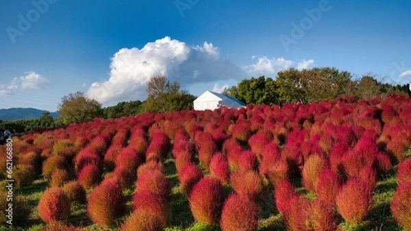 Obraz 万博記念公園のコキアの紅葉