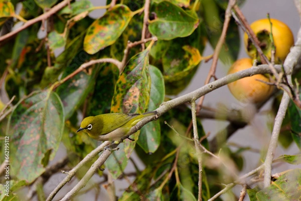 Obraz メジロと柿