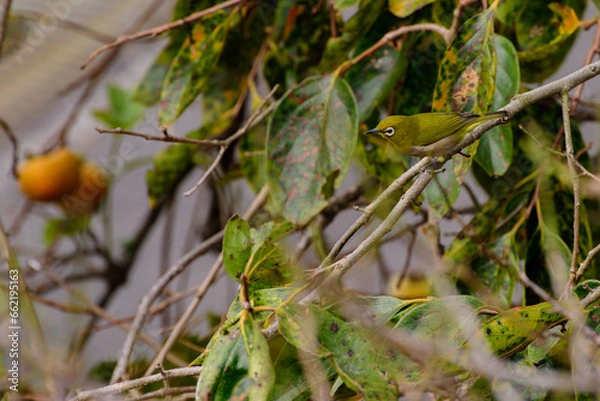 Obraz メジロと柿