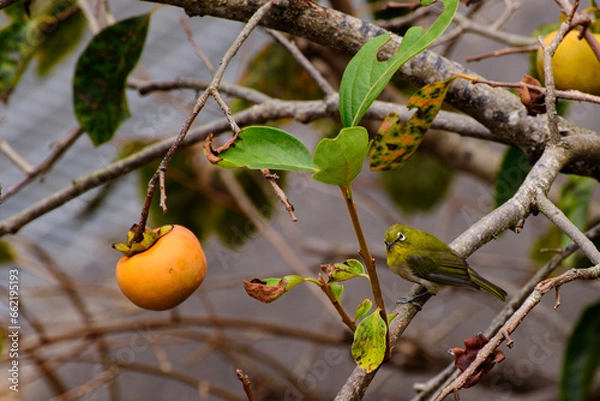 Obraz メジロと柿