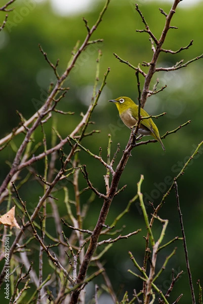 Obraz メジロと柿