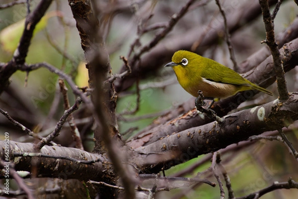 Obraz メジロと柿