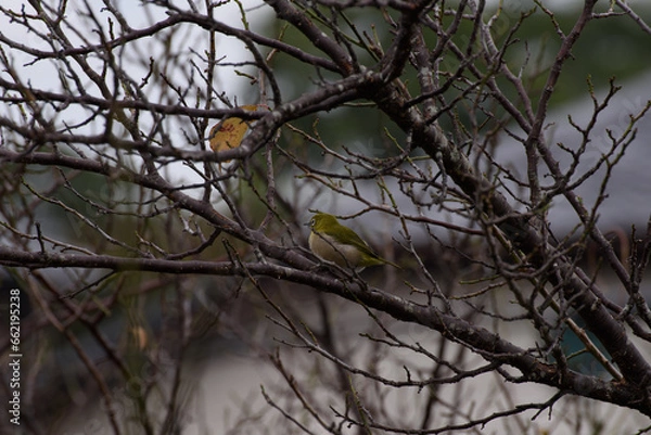 Obraz メジロと柿