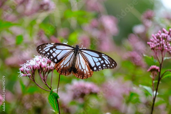 Obraz アサギマダラ