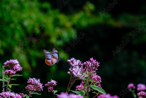 Obraz アサギマダラ