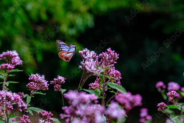 Obraz アサギマダラ