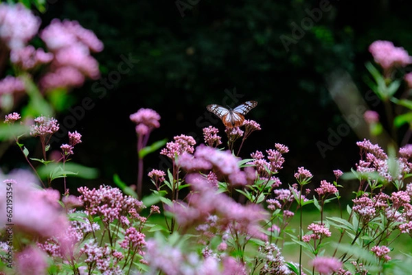 Obraz アサギマダラ