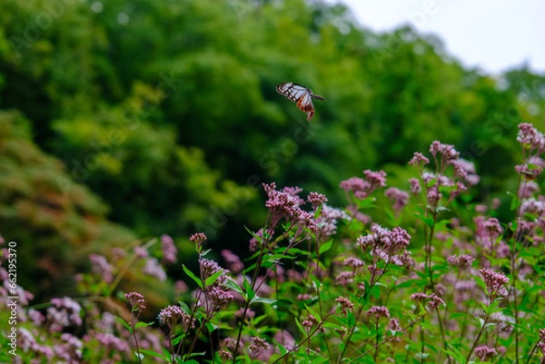 Obraz アサギマダラ