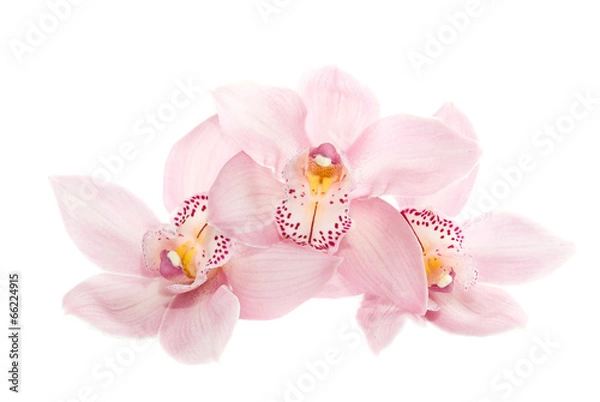 Fototapeta trzy różowe orchidee na białym tle