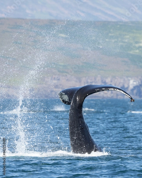 Obraz Humpback whale (Megaptera novaeangliae) slapping its fluke or tail in water.