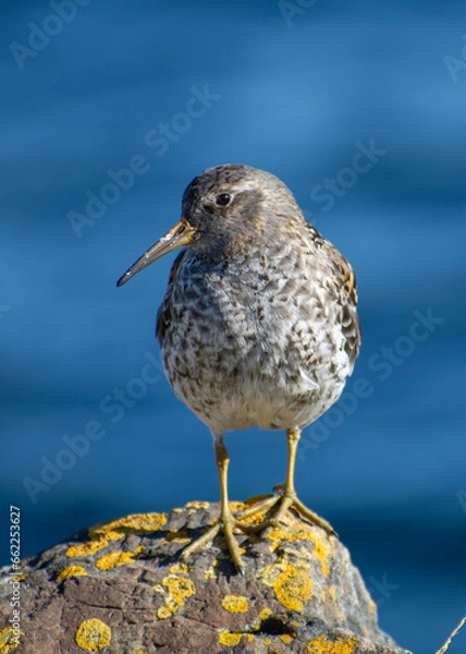 Obraz Portrait of a Purple sandpiper (Calidris maritima) standing on a rock with the blue ocean in background