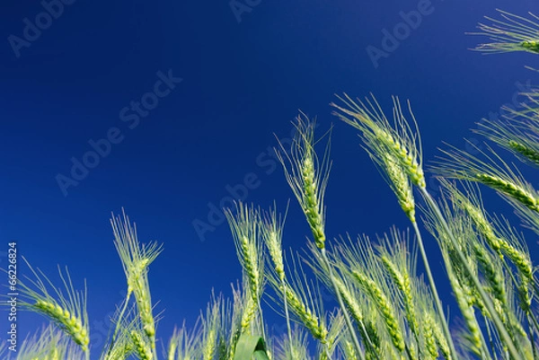 Obraz Wheat ears against a blue sky