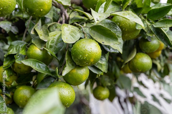 Fototapeta 夏の終わりの未熟のみかん