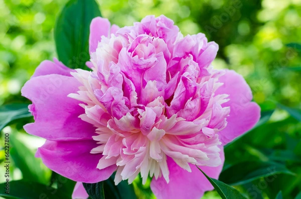 Obraz peony in a garden close up