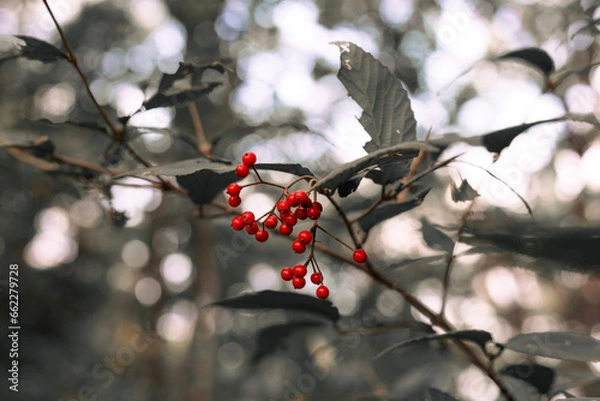 Obraz 산에서 자란 빨간 열매