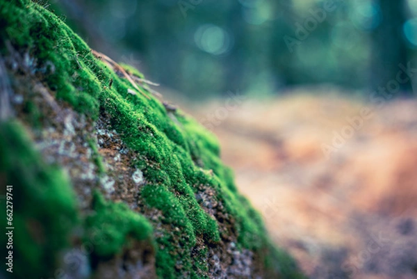 Obraz 무리지어 있는 초록색 이끼