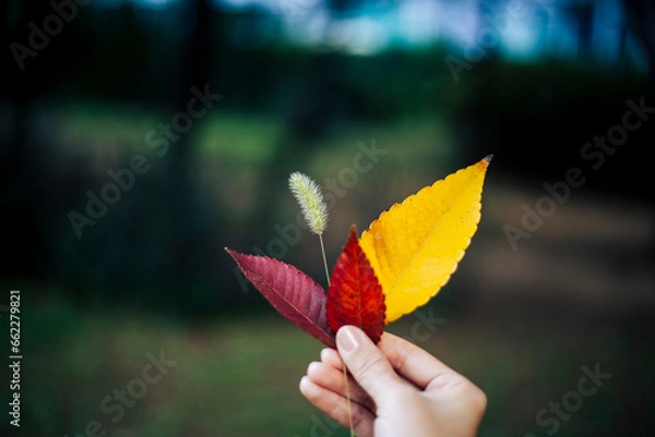 Fototapeta 손으로 들고 있는 나뭇잎 단풍잎