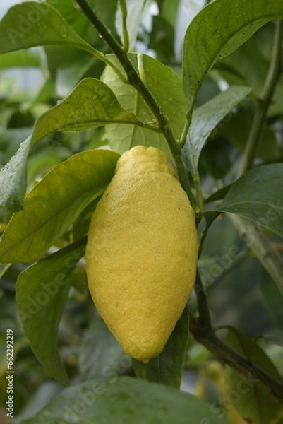 Fototapeta Zitrusfrüchte