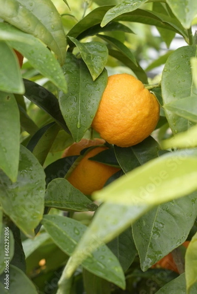 Fototapeta Zitrusfrüchte