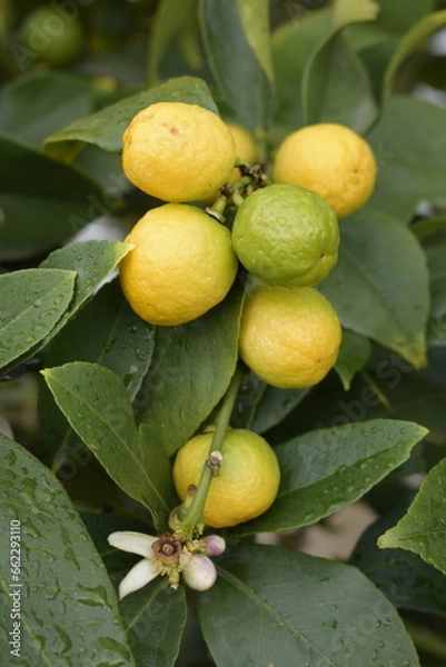 Fototapeta Zitrusfrüchte