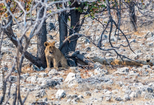 Fototapeta A view of a lion cub concealed close to a waterhole in the Etosha National Park in Namibia in the dry season
