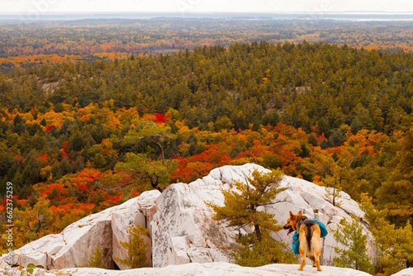 Fototapeta Killarney Crack Fall Colours Trees Rocks Dog 1