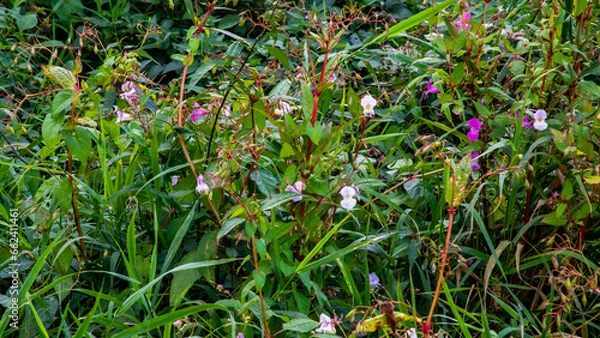Obraz Bright and colourful flowers and greenery