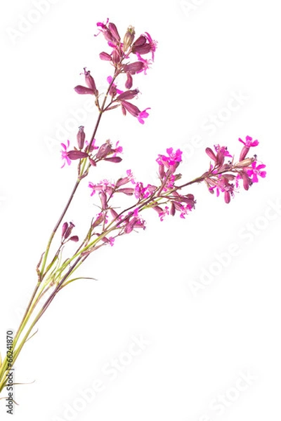 Obraz Silene viscaria