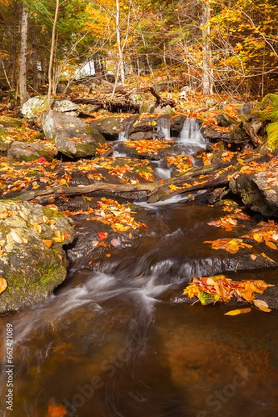 Fototapeta autumn forest stream