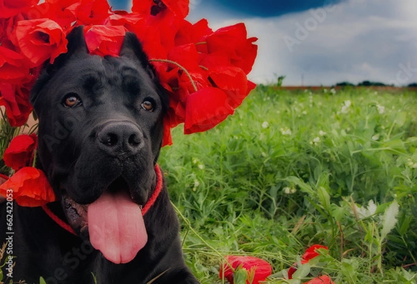 Fototapeta Beautiful Cane Corso dog with poppies in a field on a clear day.