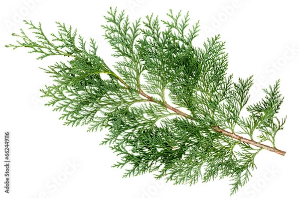 Fototapeta Cypress branch. Transparent Background