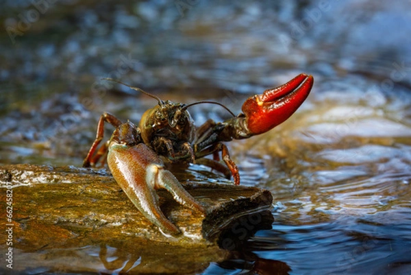 Obraz Signal crayfish, Pacifastacus leniusculus, climbs on stone in water at river bank. North American crayfish, invasive species in Europe, Japan, California. Freshwater crayfish in natural habitat.