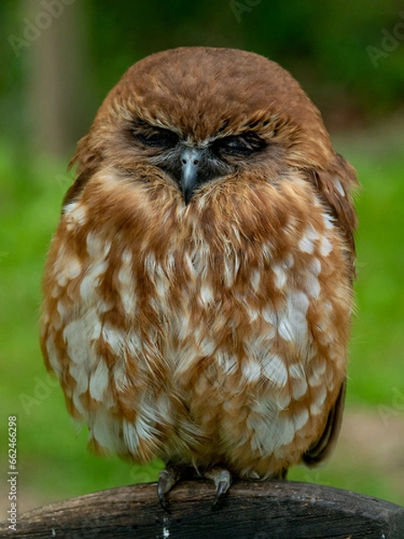 Obraz petite chouette