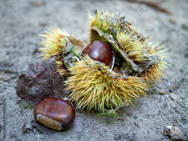 Obraz bogue de châtaignes