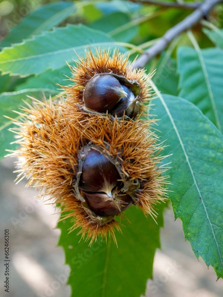 Obraz bogue de châtaignes
