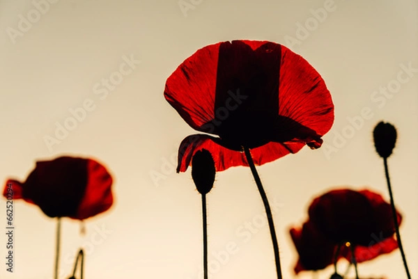 Obraz 태화강 양귀비꽃