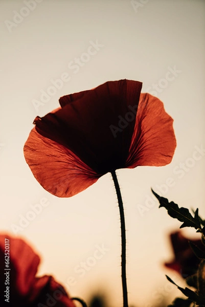 Obraz 태화강 양귀비꽃